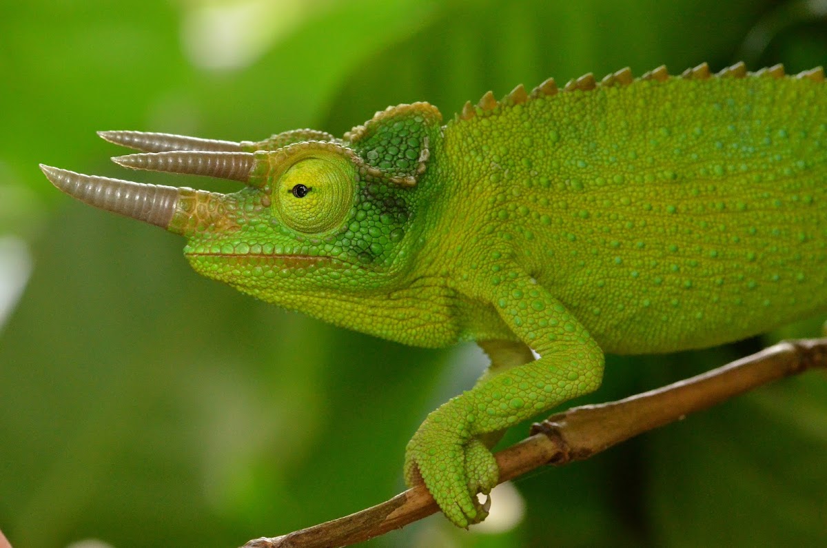 Jackson's chameleon