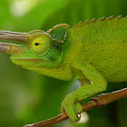 Jackson's chameleon