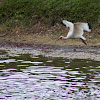 White Ibis