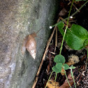 Unknown Spotting ( One Snail )