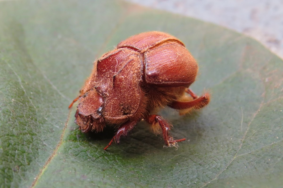 Geotrupidae beetle