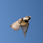 House Sparrow; Gorrión Común