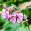 Red Campion