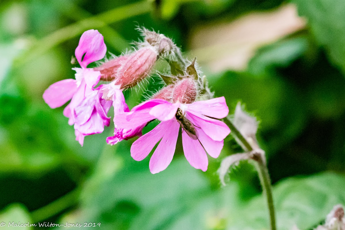 Red Campion