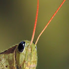 Garden Locust