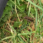 American Bird Grasshopper