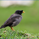 Jungle Myna