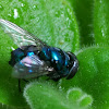 Oriental Latrine fly