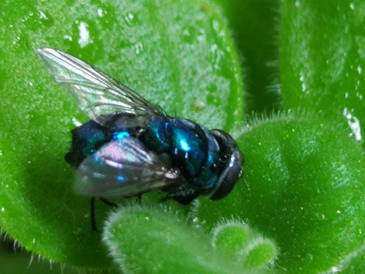 Oriental Latrine fly