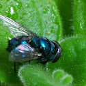 Oriental Latrine fly