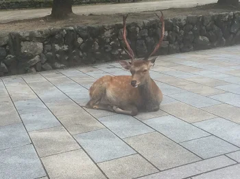 トサカとプリン