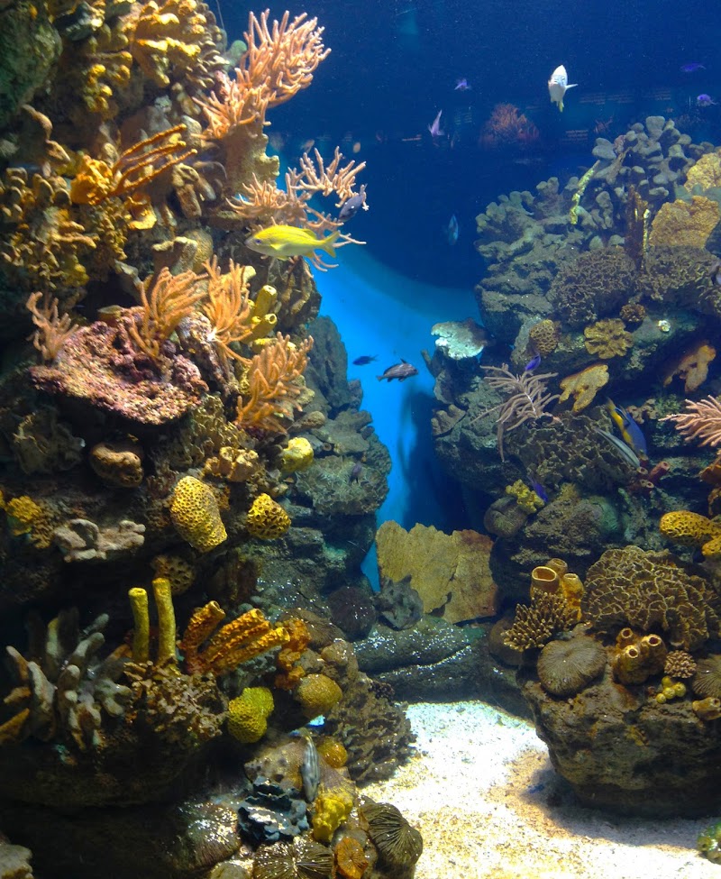 ACQUARIO di PESCI! di TPA92