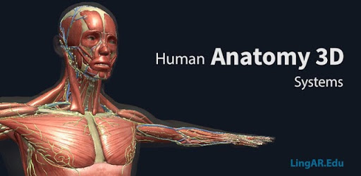 Human Anatomy 3D