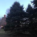 Colorado blue spruce