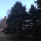 Colorado blue spruce