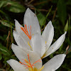 Aleppo Crocus