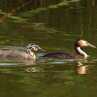 Somormujo lavanco (Great crested grebe)