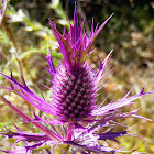 Leavenworth's Eryngo