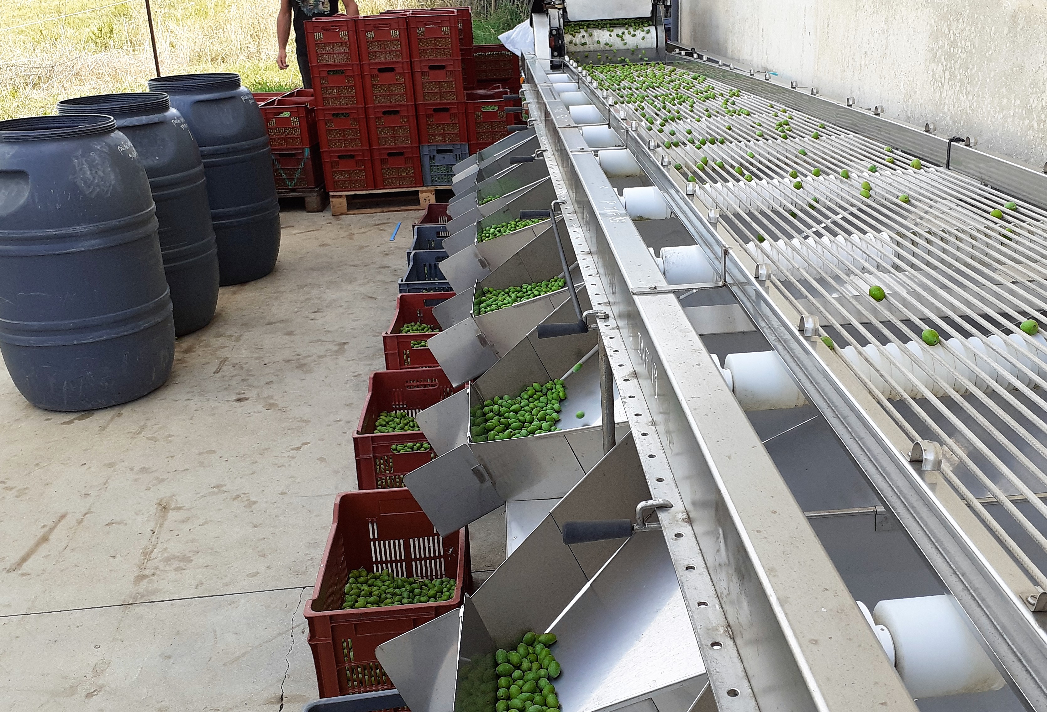 Domaine l'Oulivie : Restaurant et Producteur d'huiles d'olive  