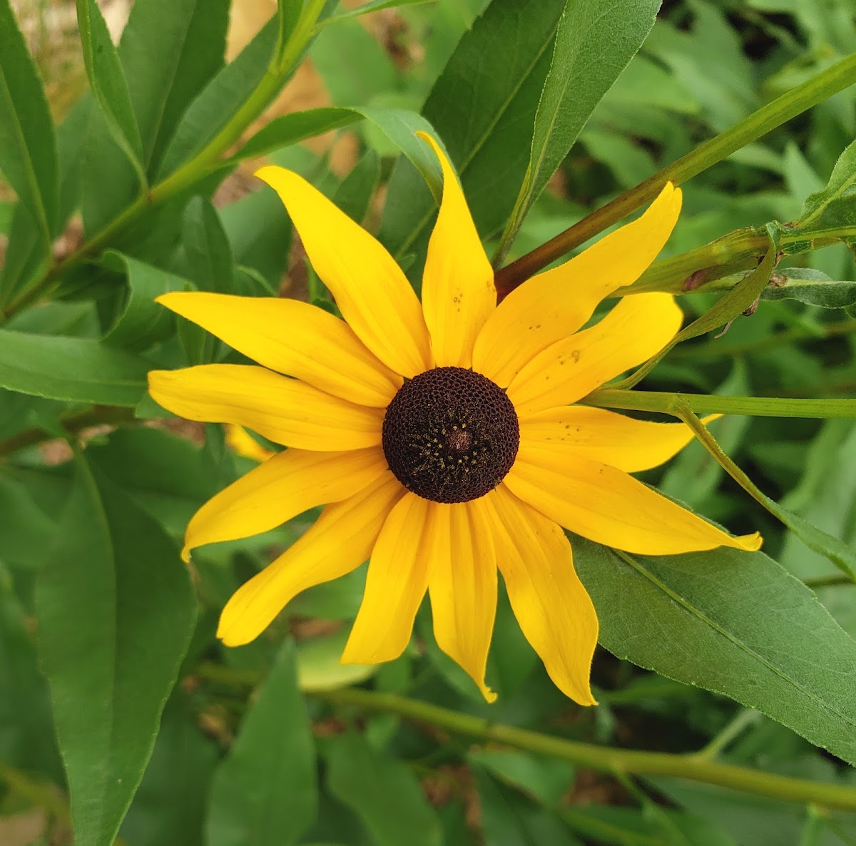 Black-eyed Susan