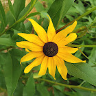 Black-eyed Susan