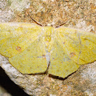 Geometrid Moth