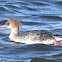 Red-breasted merganser (female)