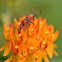 Red Milkweed Beetle