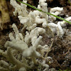 Powdery White Fungus