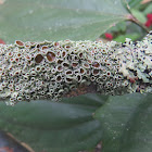 Lichen