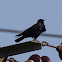 Carrion Crow