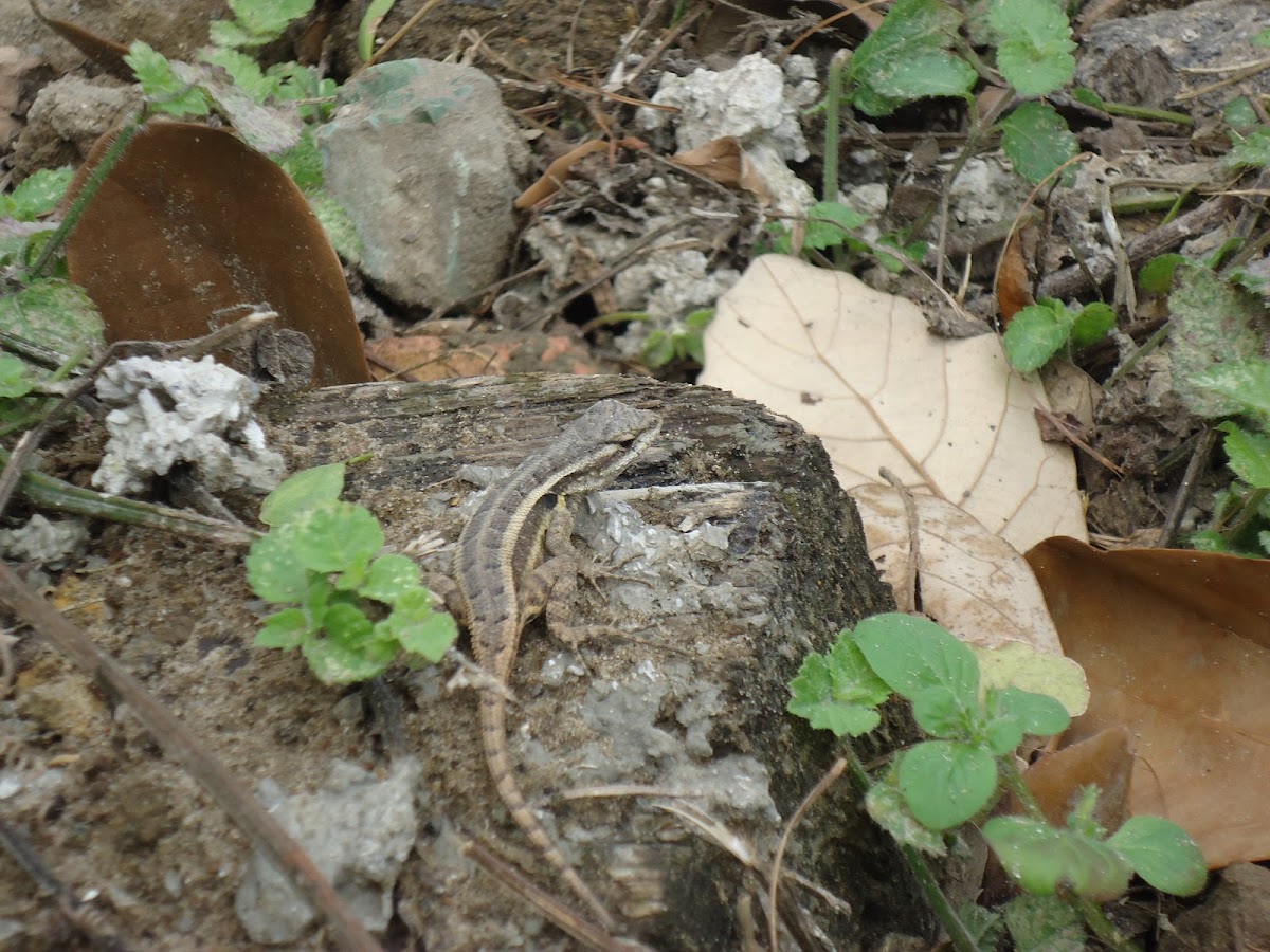 Rosebelly Lizard