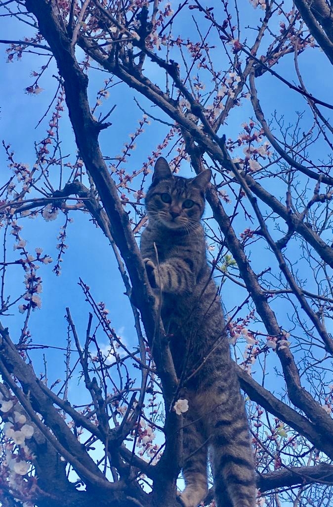 Su e giù dall’albero di  Antonella Giuliani 