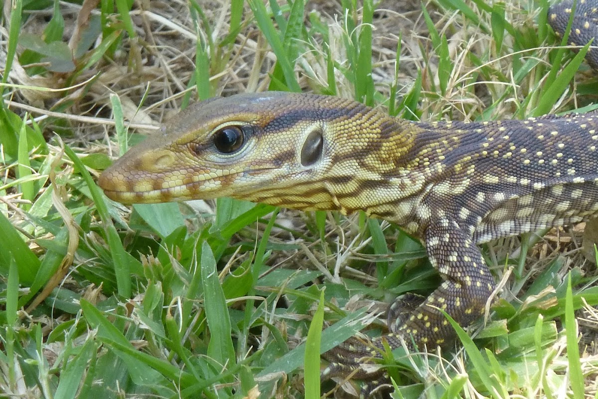 Juvenile Bengal Monitor