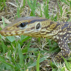 Juvenile Bengal Monitor