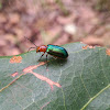 Cereal Leaf Beetle