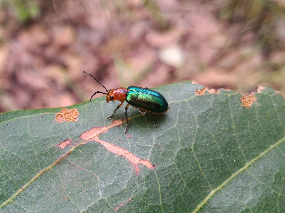 Cereal Leaf Beetle