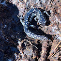 Southeastern Slimy Salamander