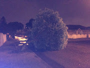 Several trees uprooted in Cape Town. / Esa Alexander