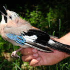 Eurasian Jay; Arrendajo