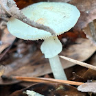 Amanita Mushroom