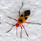 Pale Red Bug