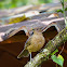 Clay-coloured Thrush