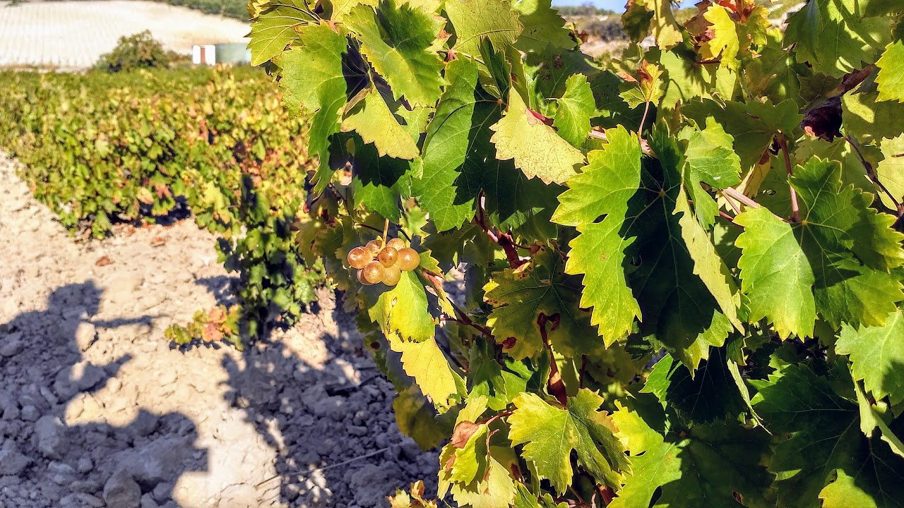 Natillas Pedro Ximenez encaje jengibre