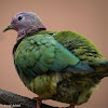 Pink-headed Fruit Dove