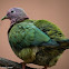 Pink-headed Fruit Dove