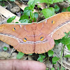 Muga silk moth