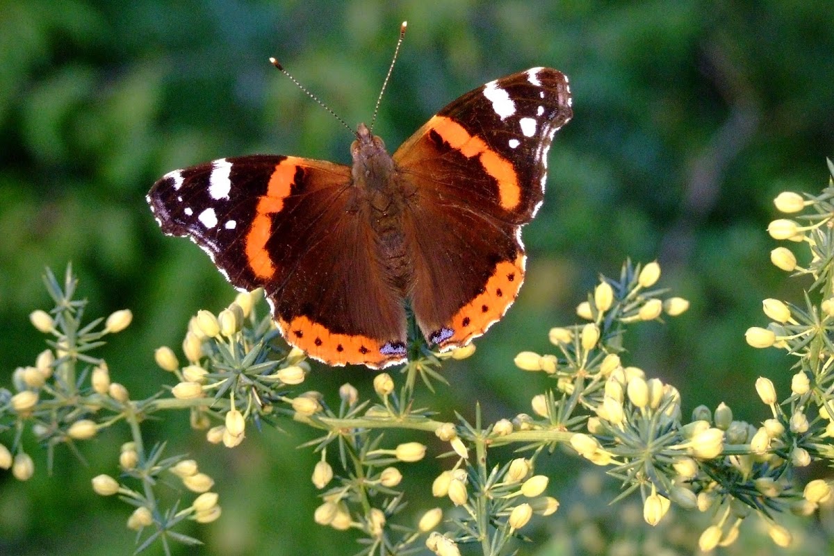 Red Admiral