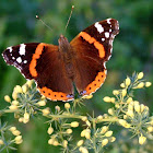 Red Admiral