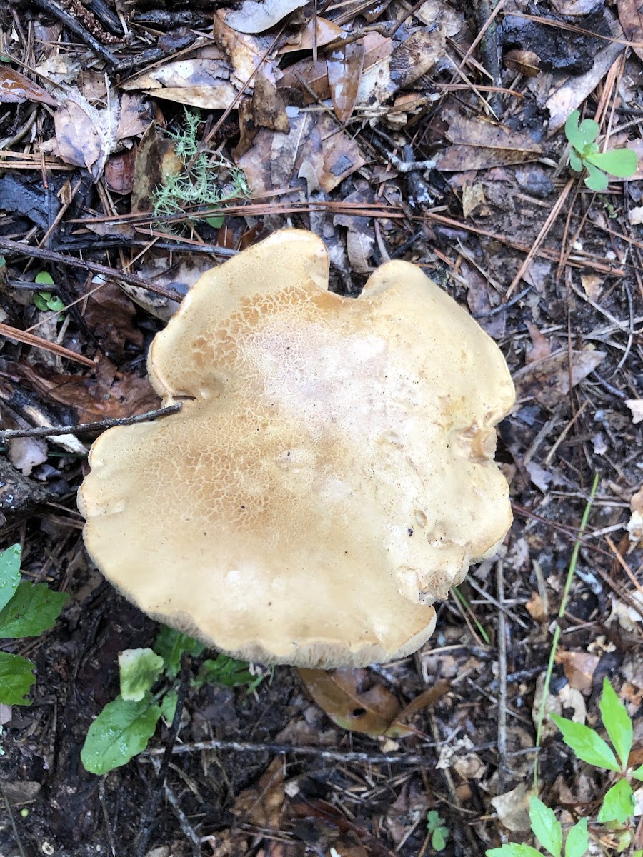 King Bolete